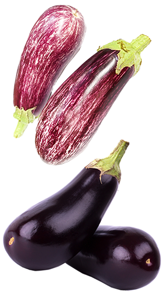Mas organic berenjenas 01
